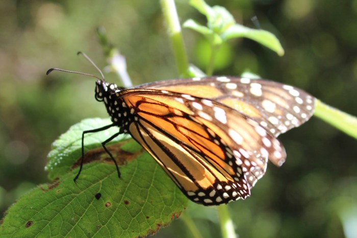 Mariposa Monarca en Vallde de Bravo. Fotografía: Andrea Arzaba. Febrero 2012.